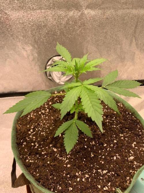 Gorilla Auto. Week 3