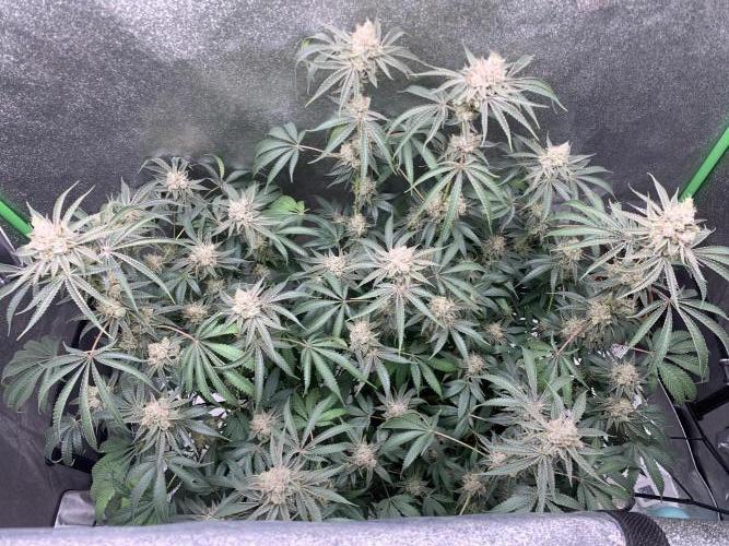 Jelly donutZzz fem. Week 15 - 24/7/26