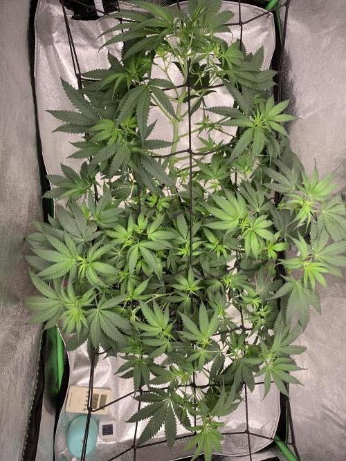 Grow Tent 120x60x150cm (4'x2'x5'). Week 8