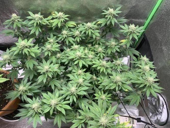 Jelly Donutz fem. Week 12 - 26/11