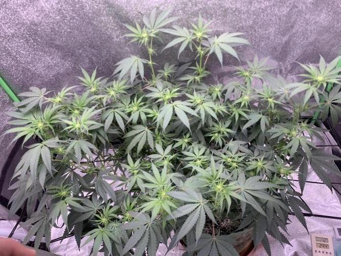 Jelly donutZzz fem. Week 9 - 13/6/26