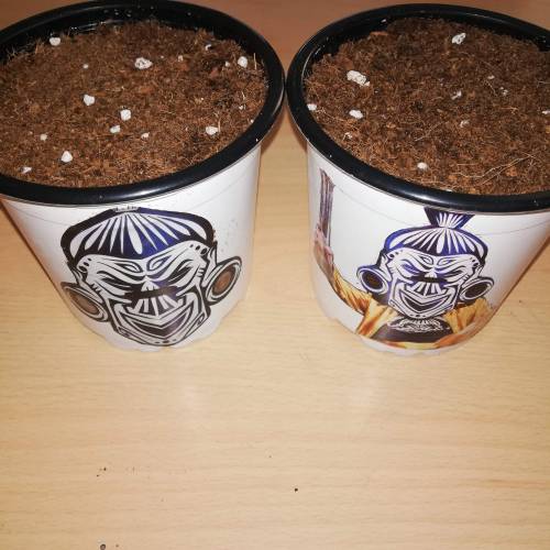 Two Runtz/Zamnesia Cup. . Week 1 - For seedling light mix 1000ms. 