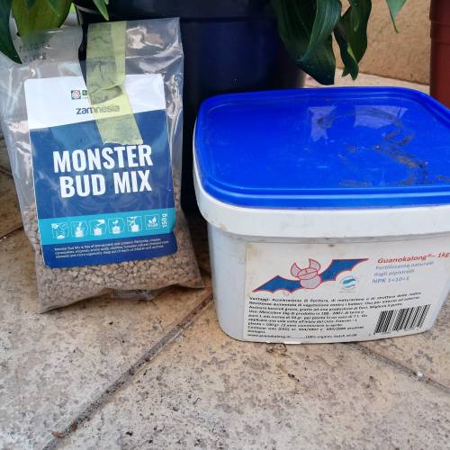 Two Runtz/Zamnesia Cup. . Week 1 - Preparation Super soil. 