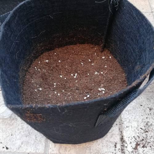 Two Runtz/Zamnesia Cup. . Week 1 - STEP 1. 