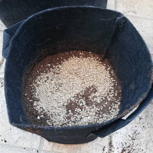 Two Runtz/Zamnesia Cup. . Week 1 - STEP 4. 