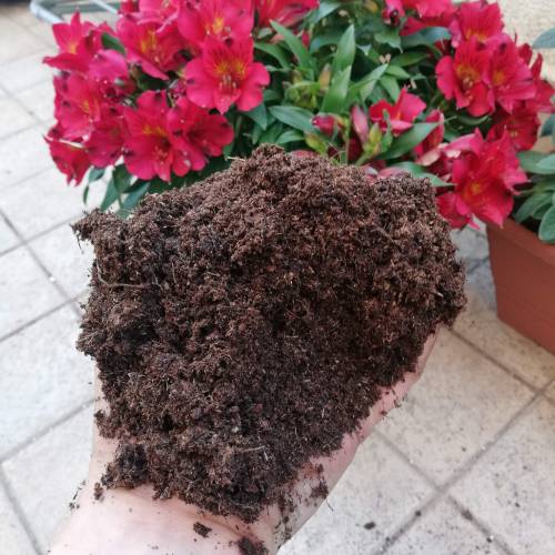 Two Runtz/Zamnesia Cup. . Week 1 - STEP 5. 