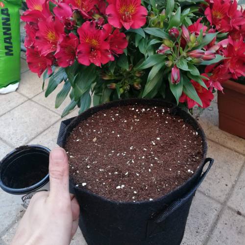 Two Runtz/Zamnesia Cup. . Week 1 - Ready :) 