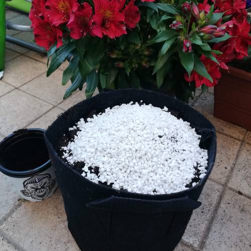 Two Runtz/Zamnesia Cup. . Week 1 - STEP 7.