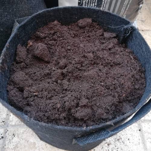 Two Runtz/Zamnesia Cup. . Week 1 - STEP 6. 