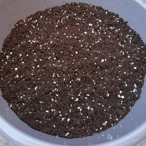 Two Runtz/Zamnesia Cup. . Week 1 - Mixed.