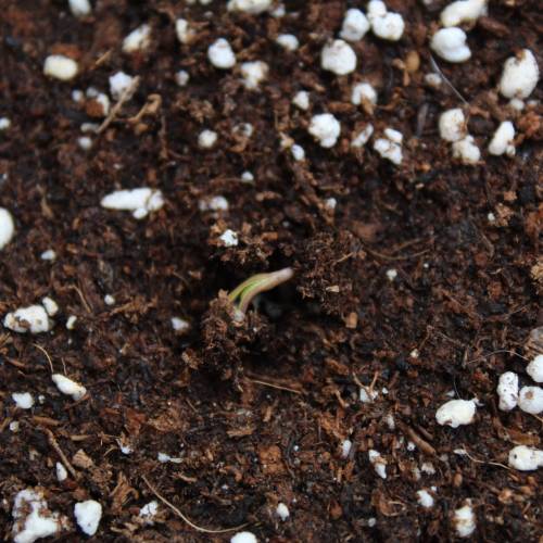 Two Runtz/Zamnesia Cup. . Week 1 - Here they come :D! Runtz #1