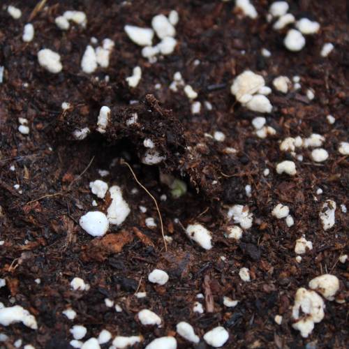 Two Runtz/Zamnesia Cup. . Week 1 - Runtz #2