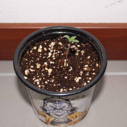 Two Runtz/Zamnesia Cup. . Week 1