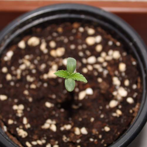 Two Runtz/Zamnesia Cup. . Week 1 - 2° days grow