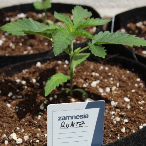 Two Runtz/Zamnesia Cup. . Week 2 - Runtz#1 - 13 days grow