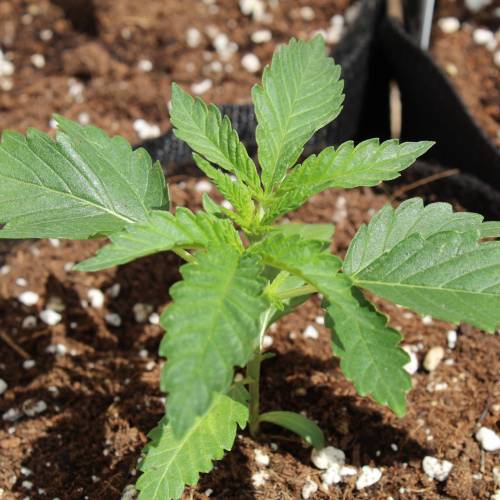 Two Runtz/Zamnesia Cup. . Week 2