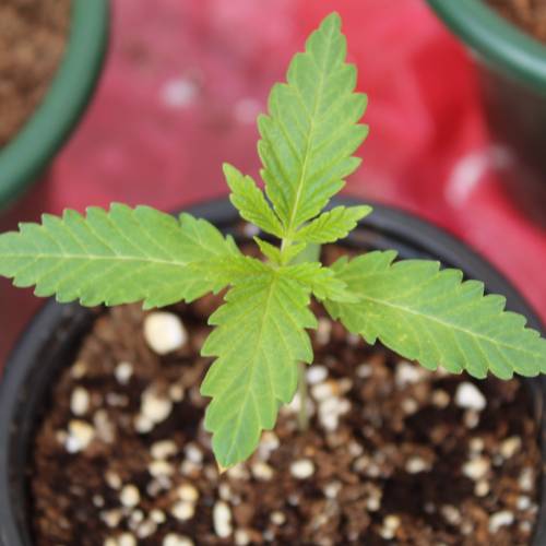 Two Runtz/Zamnesia Cup. . Week 2 - Runtz#1 - 8 days grow