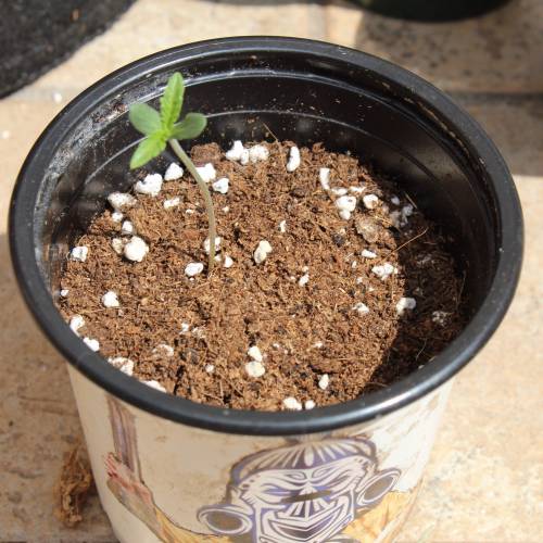 Two Runtz/Zamnesia Cup. . Week 2 - Runtz#2 - 3 days grow. 