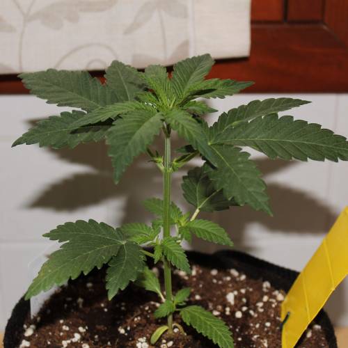 Two Runtz/Zamnesia Cup. . Week 2 - Runtz #1 - 17° days growBefore topping