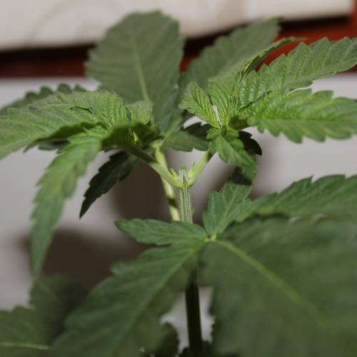 Two Runtz/Zamnesia Cup. . Week 2 - After topping 