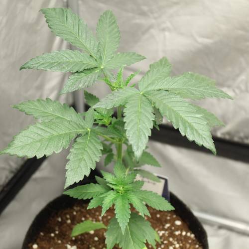 Two Runtz/Zamnesia Cup. . Week 3 - Runtz #1 - 21° days grow