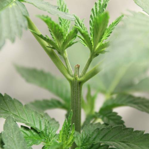 Two Runtz/Zamnesia Cup. . Week 3 - Top made from 3 days. 