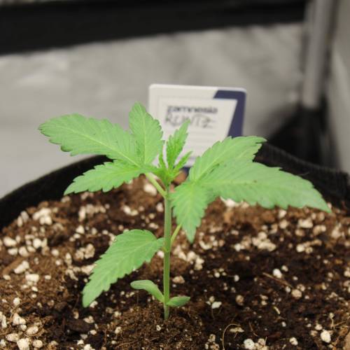 Two Runtz/Zamnesia Cup. . Week 3 - Runtz #2 - 13° days grow 