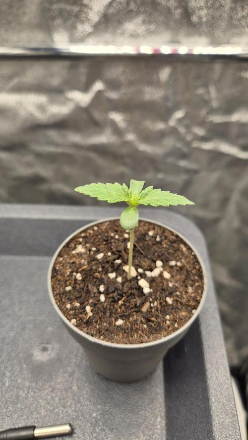 Mimosa Evo. Week 0