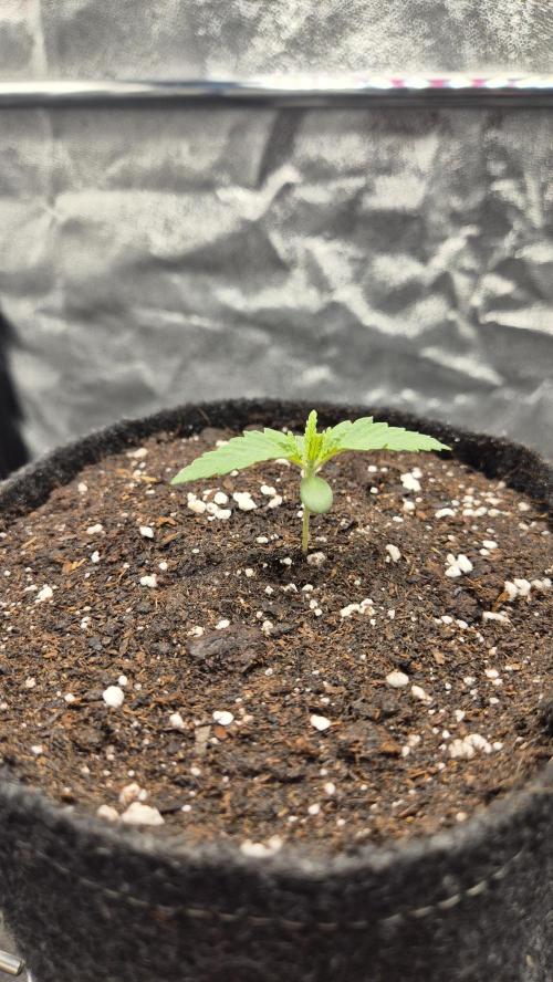 Mimosa Evo. Week 1