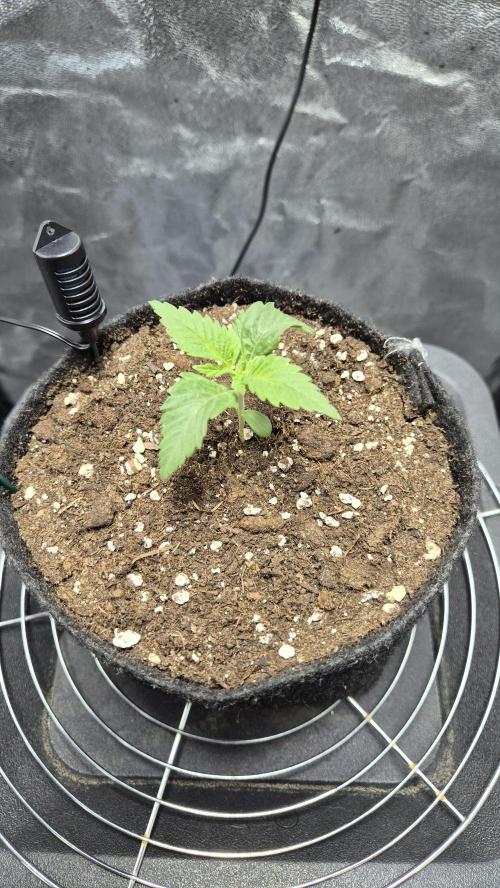 Mimosa Evo. Week 1