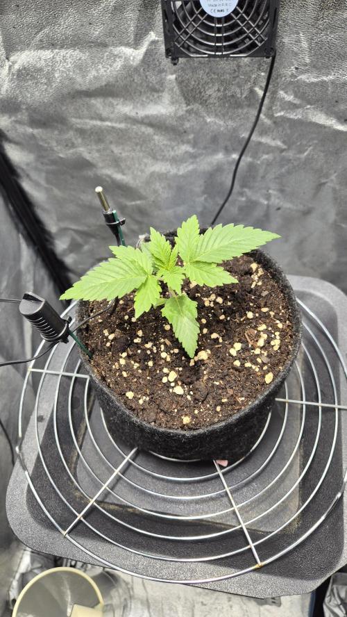 Mimosa Evo. Week 1