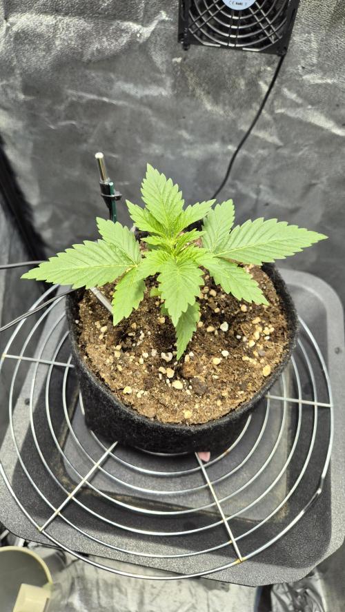 Mimosa Evo. Week 2