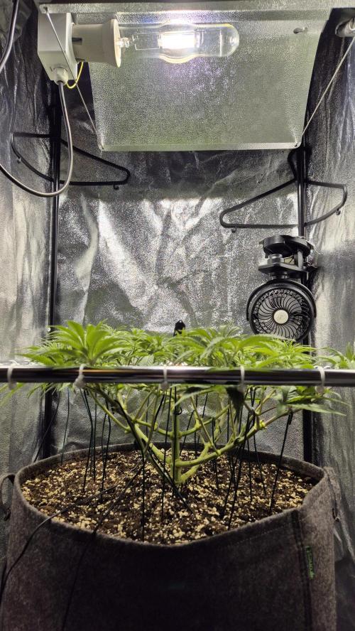Mimosa Evo. Week 8