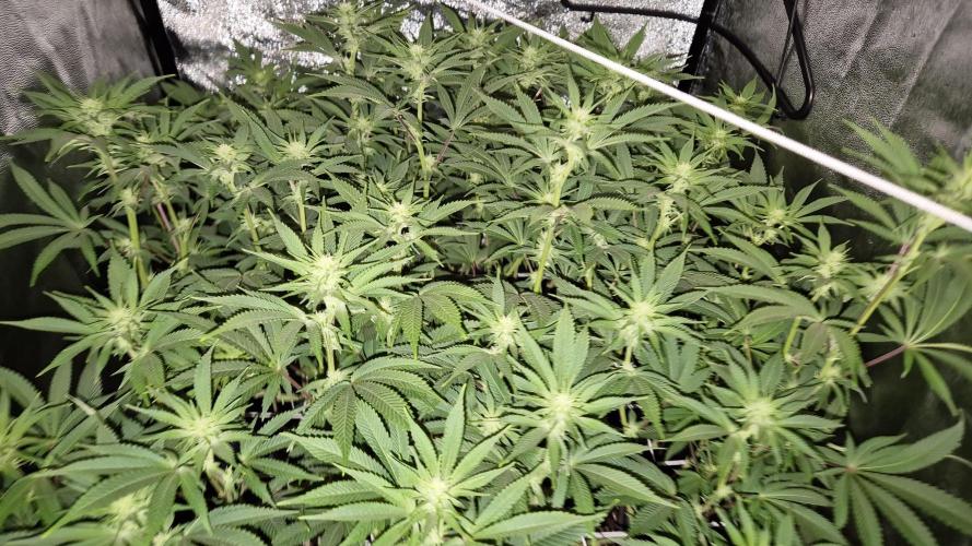 Mimosa Evo. Week 14