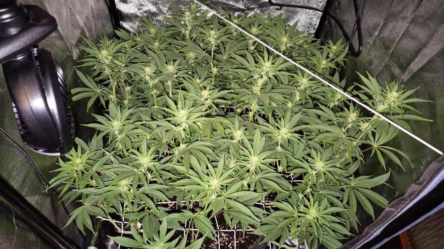 Mimosa Evo. Week 14