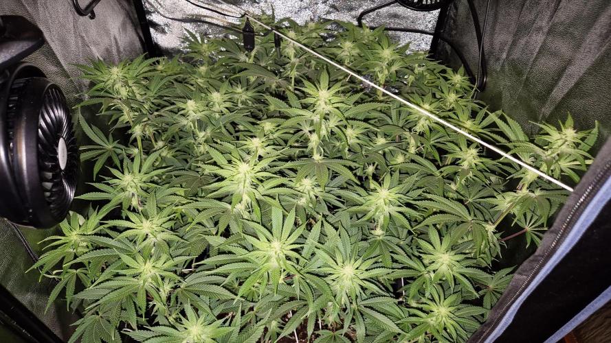Mimosa Evo. Week 14