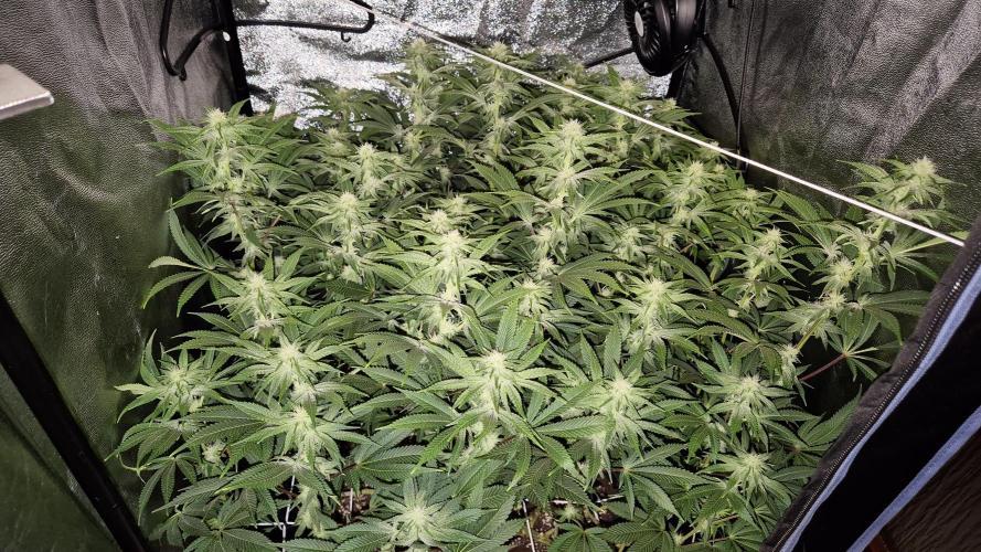 Mimosa Evo. Week 14
