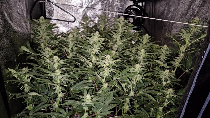 Mimosa Evo. Week 14