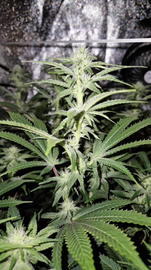 Mimosa Evo. Week 14