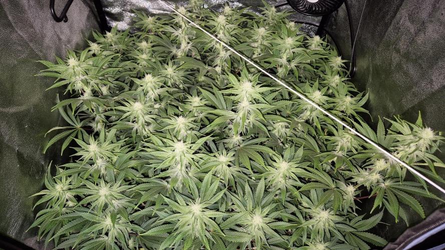 Mimosa Evo. Week 14