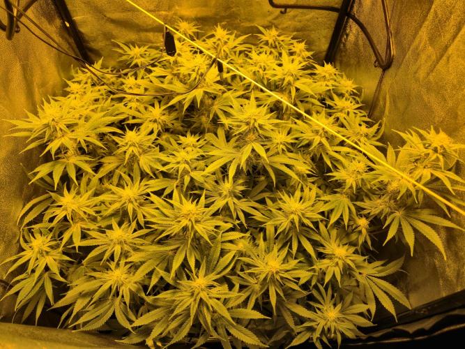 Mimosa Evo. Week 15