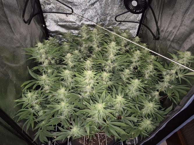 Mimosa Evo. Week 15