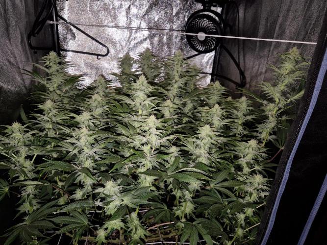 Mimosa Evo. Week 15