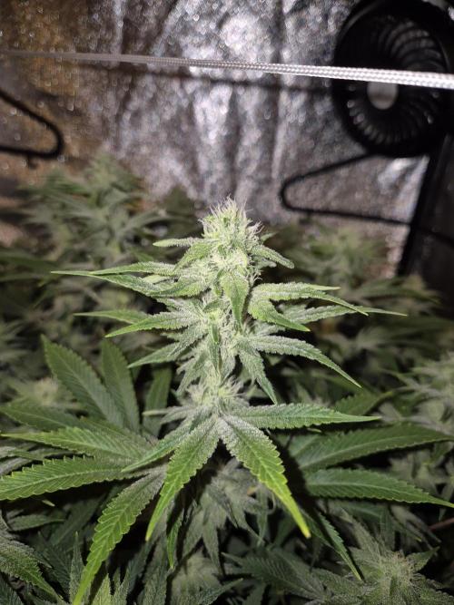Mimosa Evo. Week 15