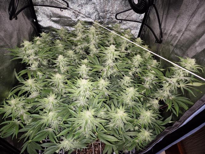 Mimosa Evo. Week 15