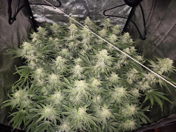 Mimosa Evo. Week 16