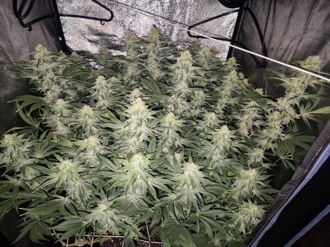Mimosa Evo. Week 16