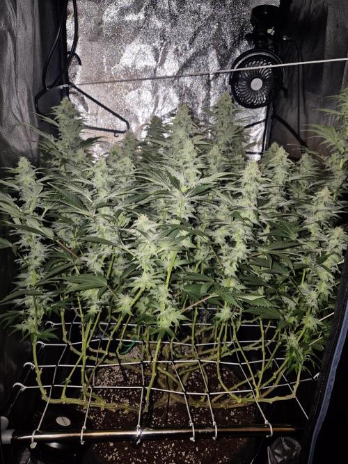 Mimosa Evo. Week 16