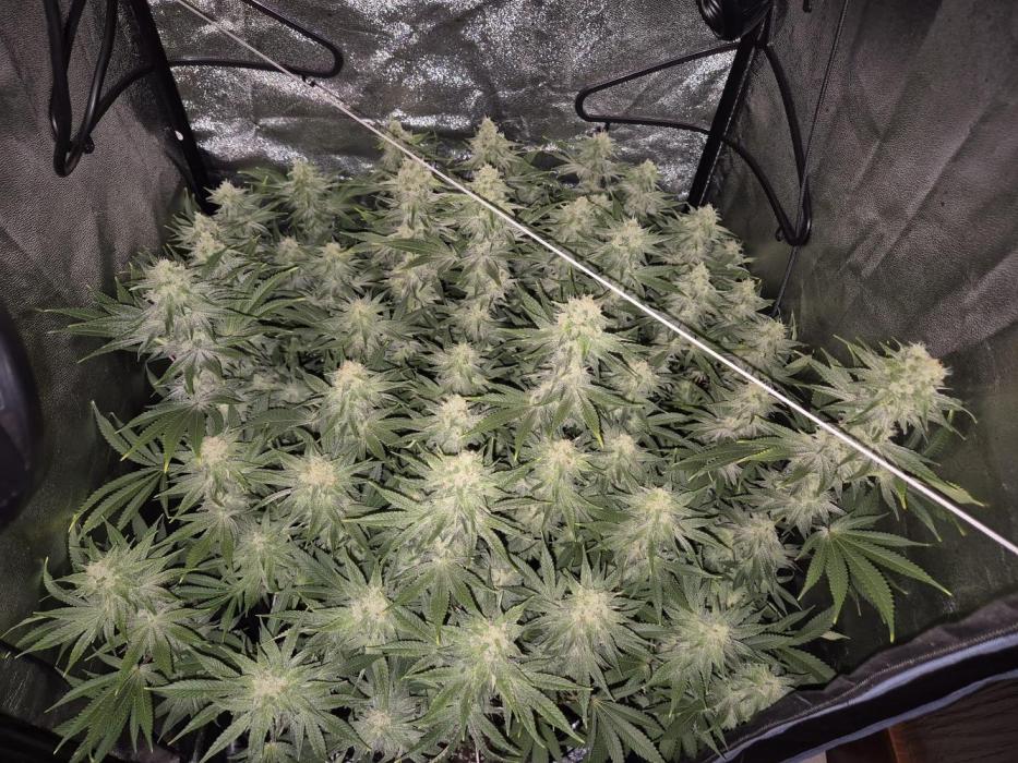 Mimosa Evo. Week 17