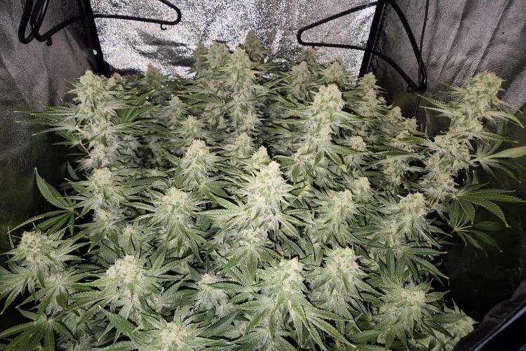 Mimosa Evo. Week 18